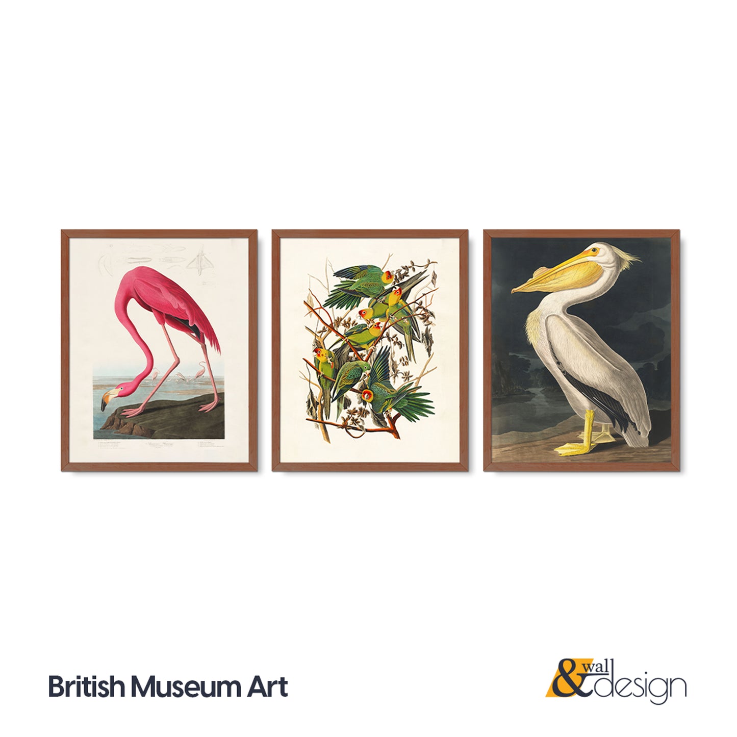 Vintage Bird Illustration 3 Piece Wall Art Set - Flamingo, Lovebirds & Pelican Print, Natural History Poster Set