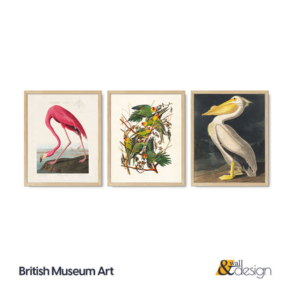 Vintage Bird Illustration 3 Piece Wall Art Set - Flamingo, Lovebirds & Pelican Print, Natural History Poster Set