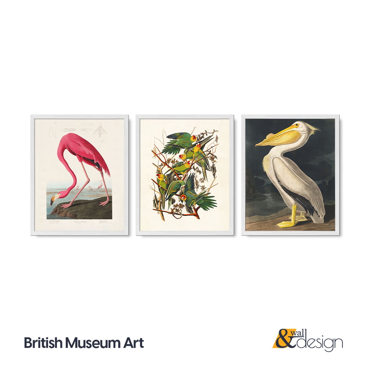 Vintage Bird Illustration 3 Piece Wall Art Set - Flamingo, Lovebirds & Pelican Print, Natural History Poster Set