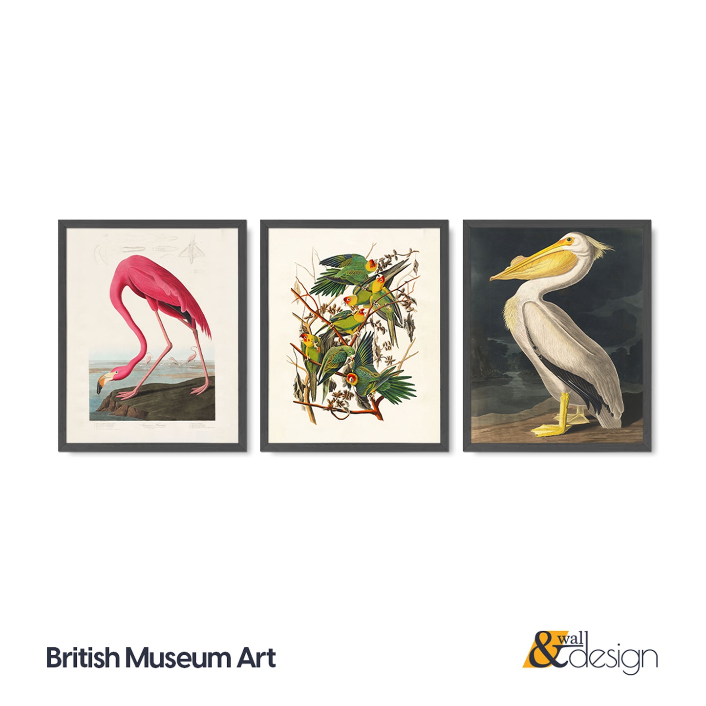 Vintage Bird Illustration 3 Piece Wall Art Set - Flamingo, Lovebirds & Pelican Print, Natural History Poster Set