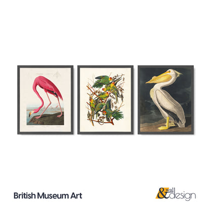 Vintage Bird Illustration 3 Piece Wall Art Set - Flamingo, Lovebirds & Pelican Print, Natural History Poster Set