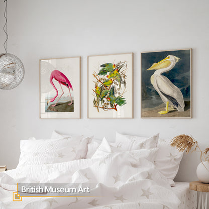 Vintage Bird Illustration 3 Piece Wall Art Set - Flamingo, Lovebirds & Pelican Print, Natural History Poster Set