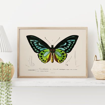 Legend Side - Eclectic Gallery Wall Set of 8 FRAMED Prints