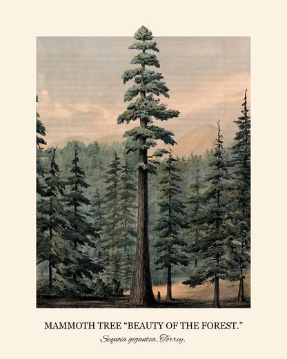 Green Tree - FRAMED Wall Art Set of 2 Landscape Painting Framed